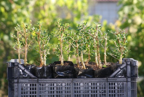 Piantine prebonsai olivastro - piantine,