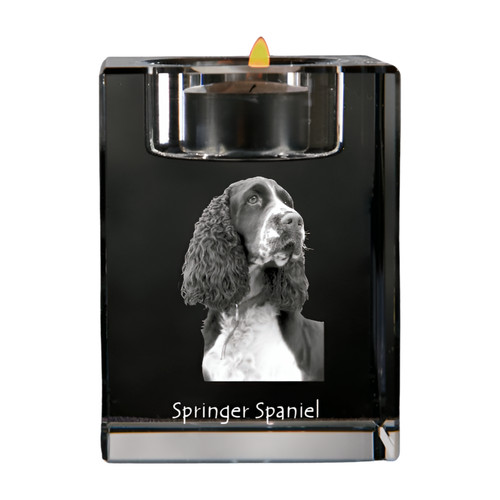 Springer spaniel inglese - springer,