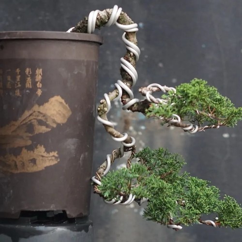 Bonsai juniperus sargenti - juniperus,