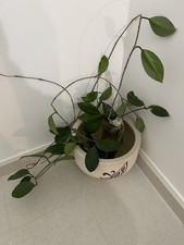 Hoya carnosa – talea