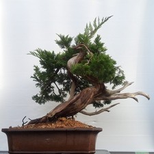 Bonsai di Ginepro Sabina
