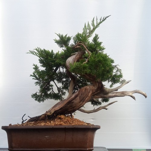 Bonsai ginepro sabina - bonsai,