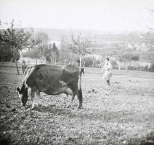 Prairie Pâturage Mucca c1935