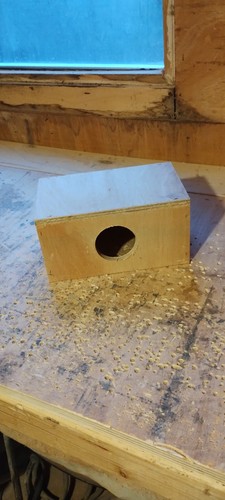 Budgie chick hide scatole - chick,
