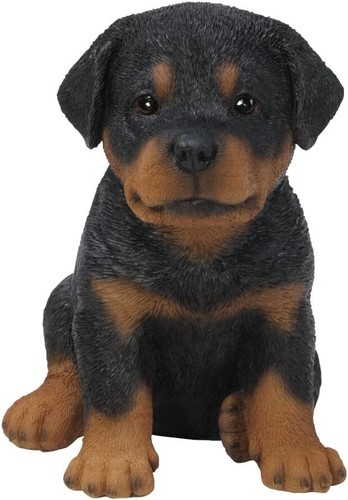 Vivid arts pet - arts,