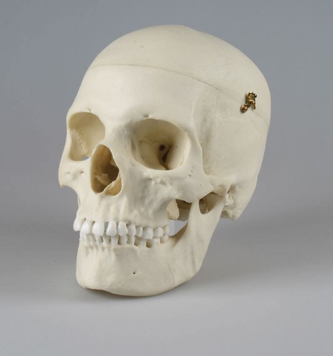 Cranio adulto femminile - adulto,