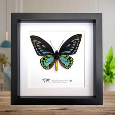 Framed ornithoptera priamus