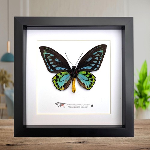 Framed ornithoptera priamus