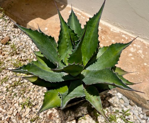 Agave protifolia smeraldo - agave, x