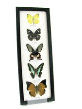 5 Farfalle splendidamente