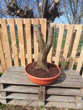 BONSAI XL CARPINO BIANCO!!!DA