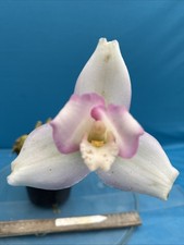 Lycaste Auburn X skinneri Pink