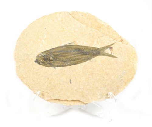 Fossile pesce naturale - fossile,