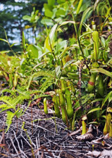 NEPENTHES GRACILIS - PIANTA