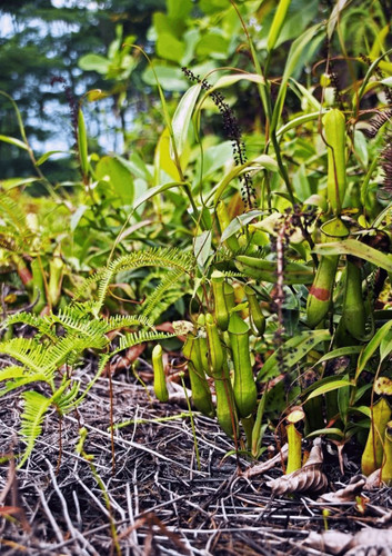 Nepenthes gracilis pianta - gracilis,