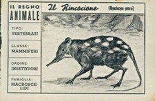 R@R@ FIGURINA DEL REGNO