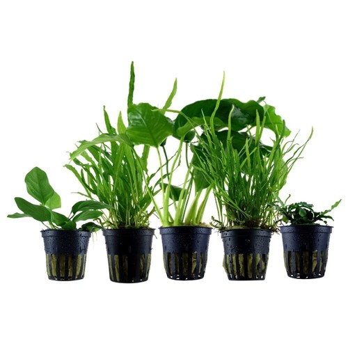 Piante set con - piante, aufsitzer
