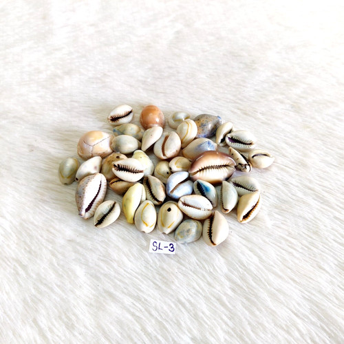 Conchiglie vintage vecchie - conchiglie,