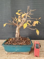 bonsai  olmo campestre   h 27 cm visita il negozio