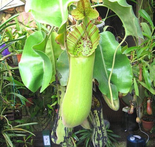 Semi nepenthes truncata - semi,