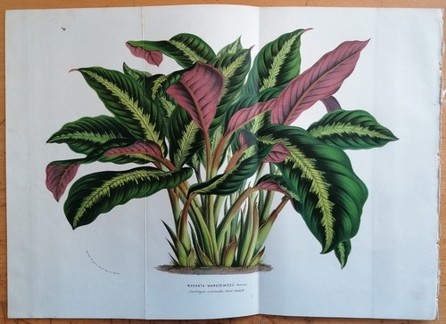 Grande stampa van houtte flore - van,