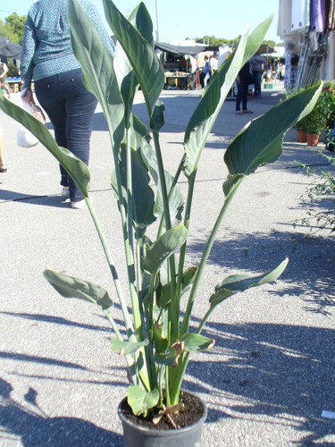 Strelitzia reginae fiore - strelitzia,, reginae,