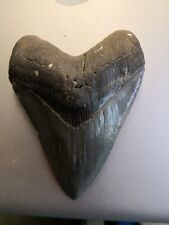 Autentico dente di squalo di Megalodonte 12.5 cm x 9 cm Fossile raro
