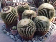 Echinocactus grusonii cuscino - grusonii,