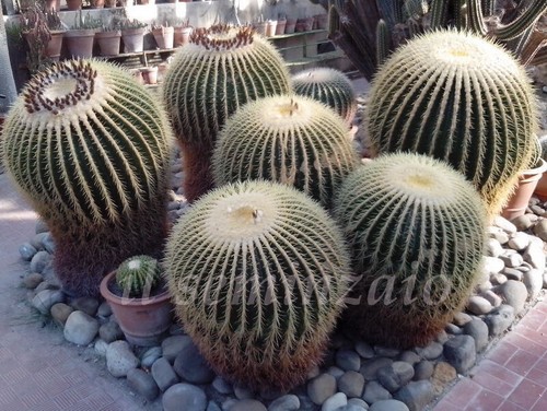 Echinocactus grusonii cuscino - grusonii,