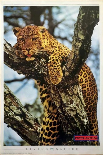 Leopard tree living nature - tree,