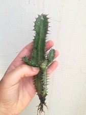 Cactus euphorbia trigona - cactus,