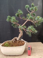 Bonsai pino pentaphilla h - di,