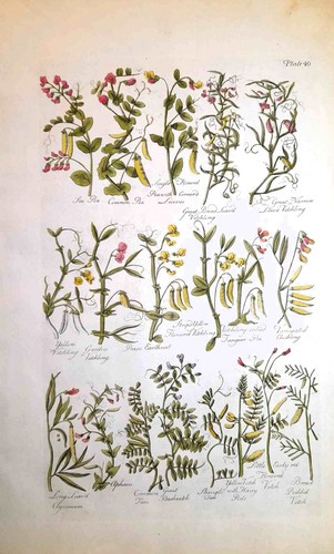 Stampa antica botanica erbario - stampa,