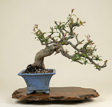 Bonsai di melograno