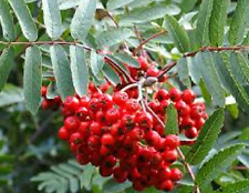 SERBAL DA CACCIA Sorbus Aucuparia 100 Semi - Semi Ideali Per Nutrire Gli Uccelli