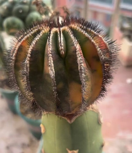 Uebelmannia pectinifera