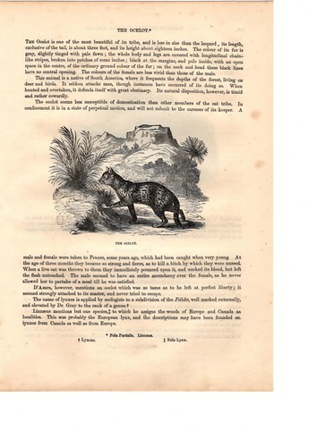 Ozelot leopardus pardalis - ozelot,