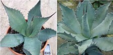 50 semi di agave durangensis
