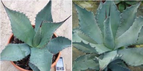 Semi agave durangensis - di,