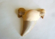 Fossili dente di - fossili,