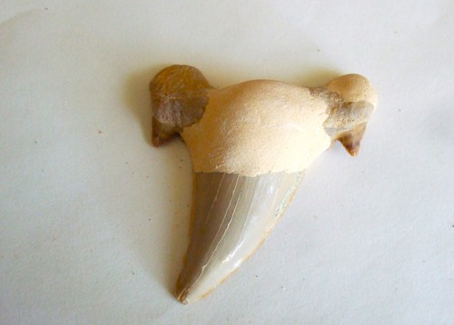 Fossili dente di squalo - -,