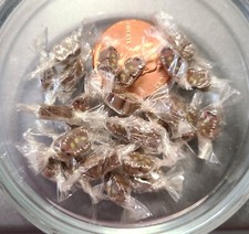 Miniatura Avvolto a Mano