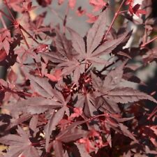 Acero giapponese palmato