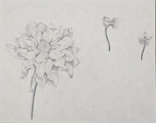 antico DISEGNO a Matita SU CARTA Opera Studio di Fiori  Epoca prima metà del 900