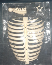 MODELLO DIDATTICO COLONNA VERTEBRALE Anatomia Ossa Corpo Umano SPINE MODEL BONES