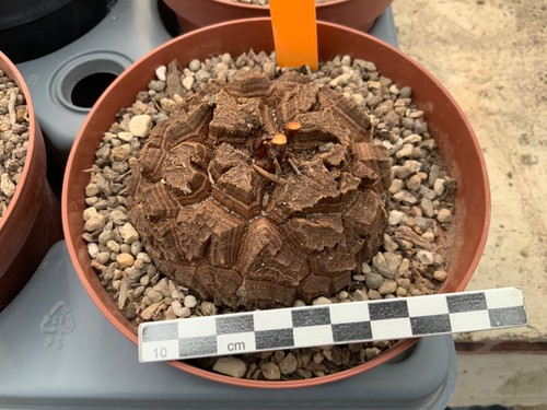 113 dioscorea elephantipes - dioscorea,