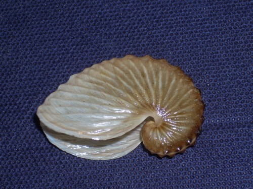 Argonauta hians special - argonauta,
