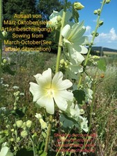Rosa bastone russa, Alcea rugosa, Hollyhock, 100 semi, semi, pascolo delle api