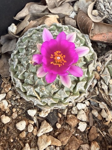 Pelecyphora strobiliformis - pelecyphora,