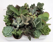 Piante grasse Pungilandia  N